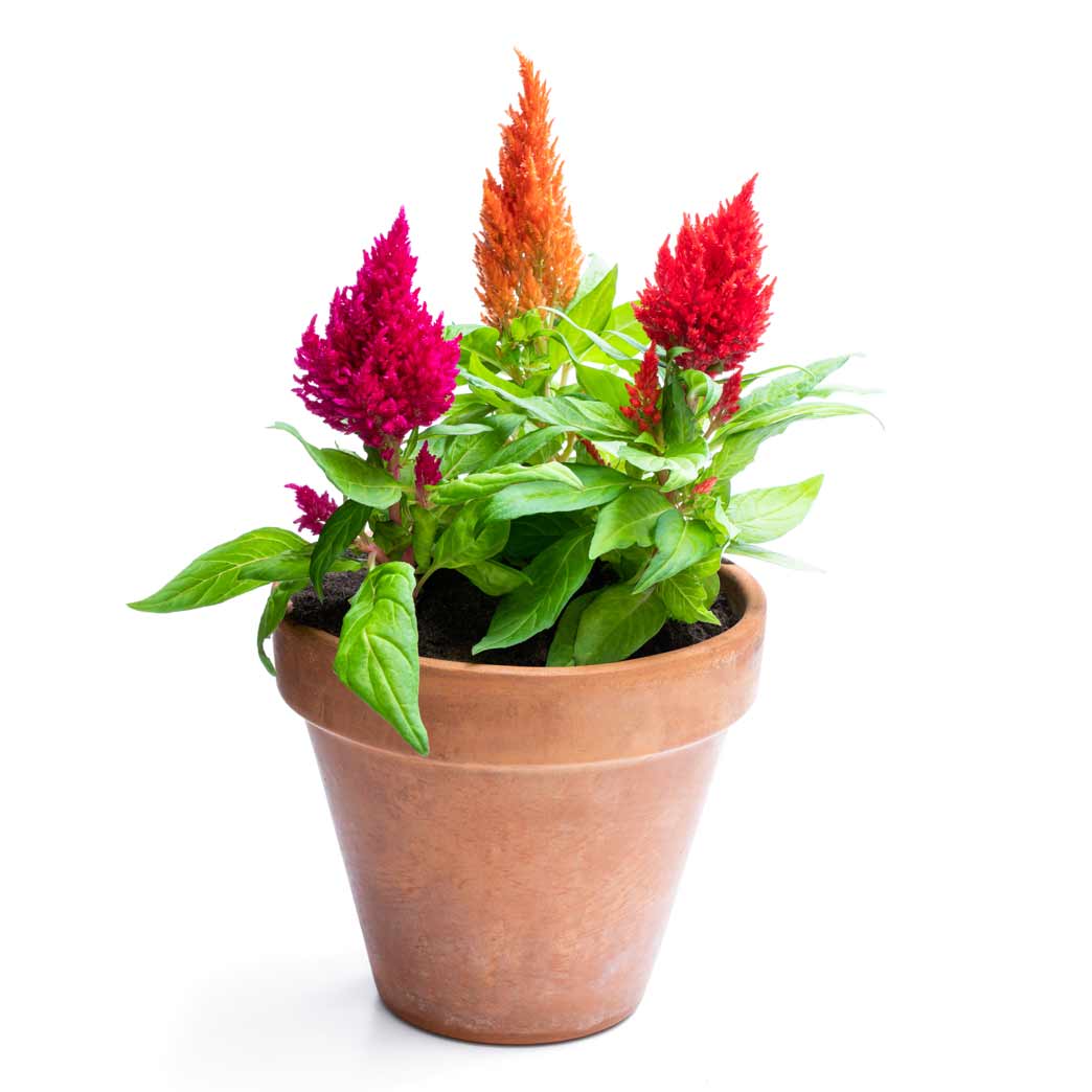 Celosia Plumosa Mix Seeds Masjid Nursery Online