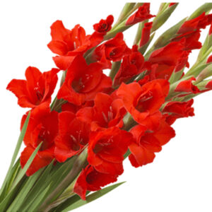 Gladiolus red new