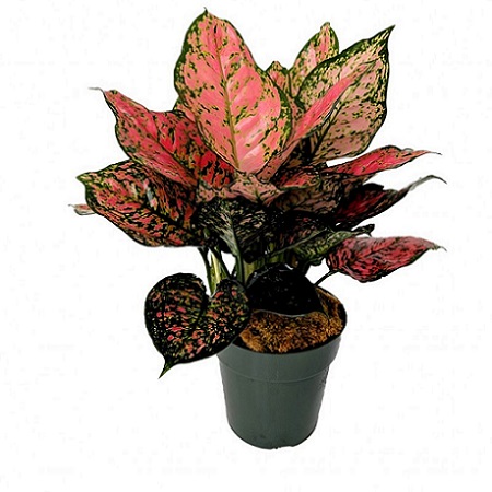  Aglaonema  Red Ruby  Masjid Nursery Online