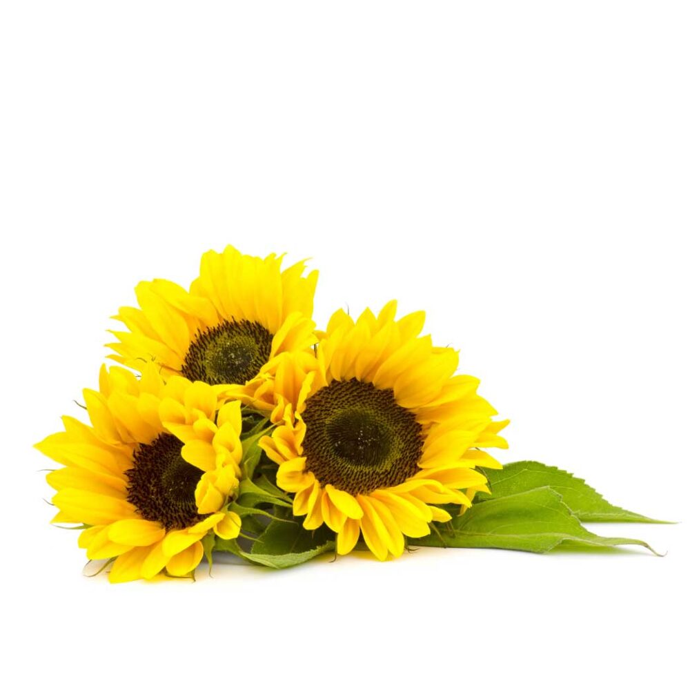 sunflower single mini